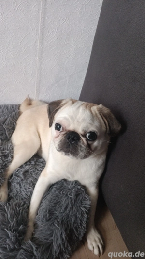 mops schweren Herzens abzugeben 