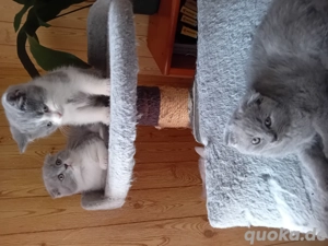 Britische Schönheitenbritische Kätzchen 