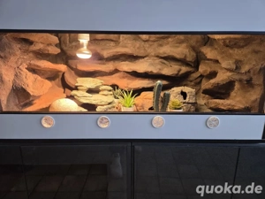 Terrarium inkl. 2 weibliche Leopardgeckos