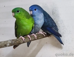 Katharinasittich Weibchen