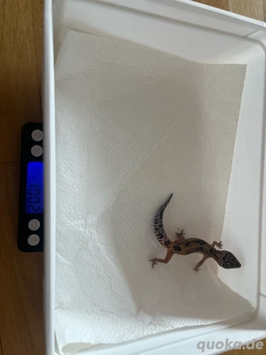 Leopardgecko 0.0.1 "Jungtier"