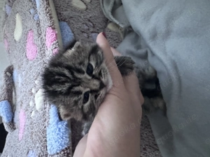 Britisch Kurzhaar Kitten Bild 10