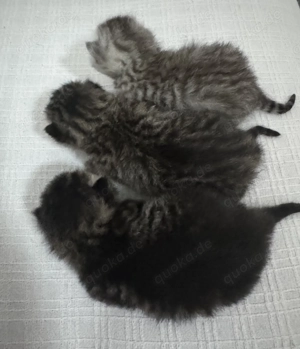 Britisch Kurzhaar Kitten Bild 3