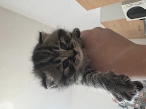 Britisch Kurzhaar Kitten Bild 2
