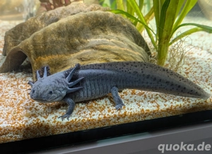 Axolotl Pärchen abzugeben 