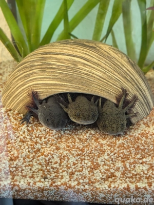 Axolotl Pärchen abzugeben 
