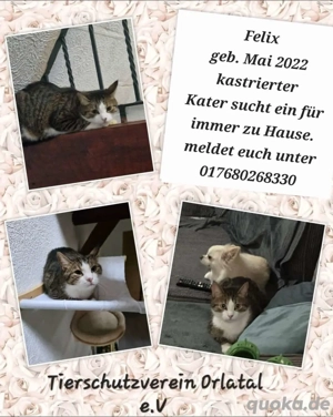 Kater Felix zu vermitteln 