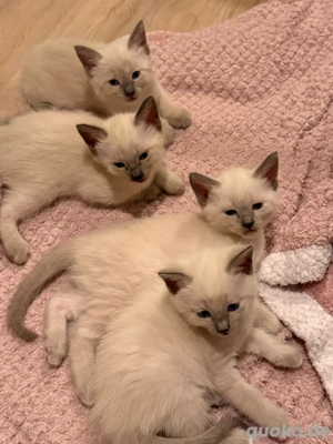    Wunderschöne Siam Heilige-Birma-Mix Kitten suchen ein liebevolles Zuhause   