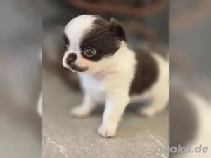 Reinrassiger langhaariger Chihuahua-Welpe 