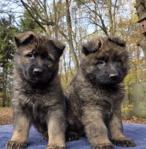 alten Deutschen Schäferhund Welpen