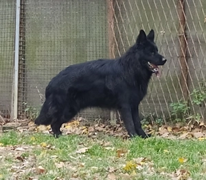 Altdeutscher Schäferhund   11 Monate   mit Stammbaum