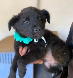 ENOS auf Körbchensuche