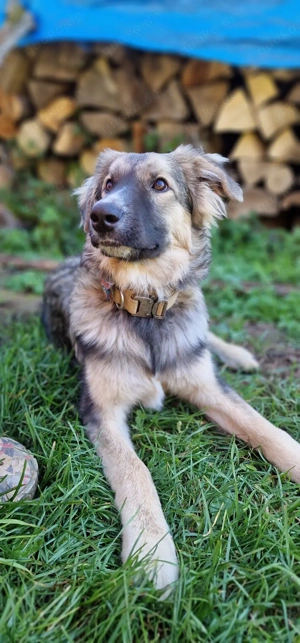 Traumhund Joey sucht Traumfamilie