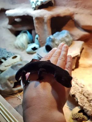 Black Night Weibchen