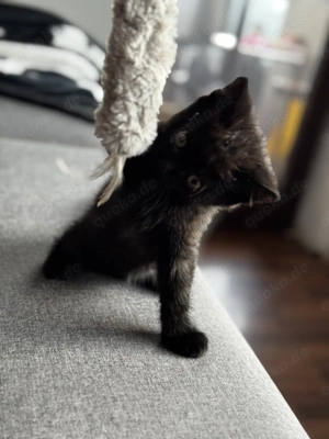 Unsere kleine kitten Diva Baby Katze  sucht ein liebevolles Zuhause 