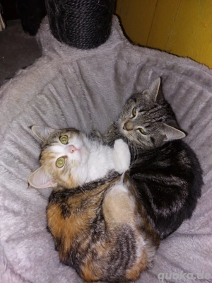 2 junge Katzen abzugeben 