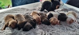 Retro-Jack-Russel Boston Terrier Welpen vom Deutschen Züchter 