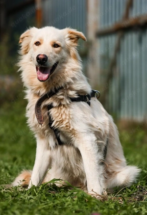 Oliver, geb. 04 2024, Sofa gesucht: Bewohner Oliver bringt viel Liebe mit