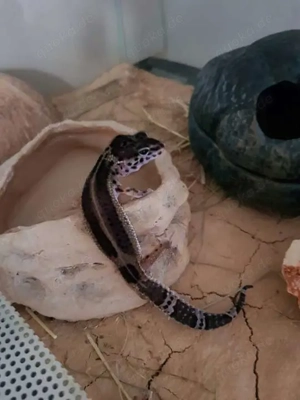 Leopardgecko Black Night Männchen, 1  Jahre alt