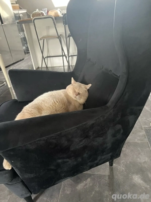 BKH Blue point deckkater