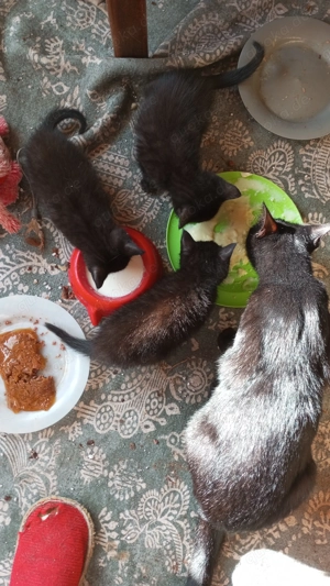 September Kitten abzugeben in liebevolle Hände