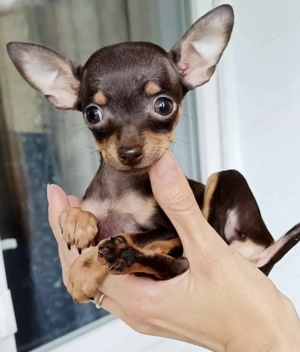 Ausgezeichnete Russkiy Toy Welpen. 