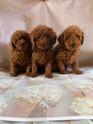 Reinrassige Toupudel Welpen verkaufen