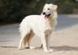 Olivia, geb. 04 2024, junge Schönheit sucht ihr Glück