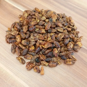 1Kg Seidenraupen - das Energie Leckerli für Koi u.a. Teichfische - vor dem Winter Energie tanken 