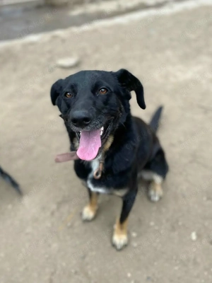 Ikarus sucht aktive Menschen 