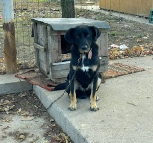 Ikarus ist ein liebenswertes Powerpaket  Bild 5