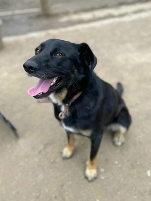 Ikarus ist ein liebenswertes Powerpaket  Bild 3