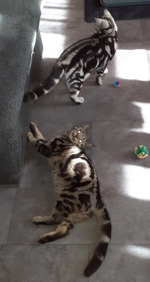 Zwei Britisch Kurzhaar Tabby Kitten 