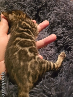 Bengal Kitten mit Stammbaum Eltern 10 Tests Katze Kater 