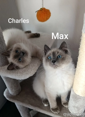Max& Charles 