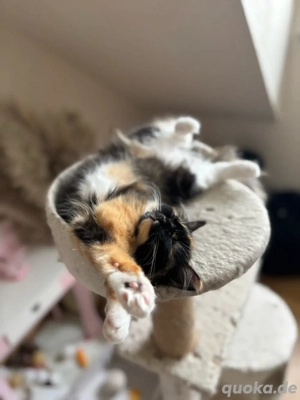 Sturmi sucht ein liebevolle Zuhause 