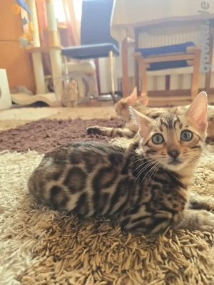 Bengal Kitten mit Stammbaum Eltern 10 Tests Katze Kater 