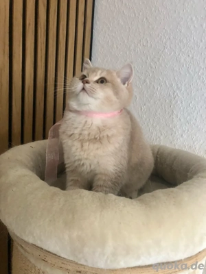 Süßes BKH Kitten Gold shaded 