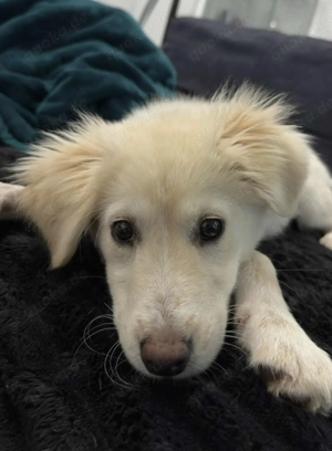 Zuckesüße ELZA sucht ...........