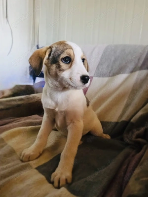 Lilly ein Beagle Mix sucht ein Zuhause 