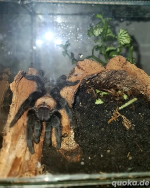 Verschiedene Vogelspinnen 