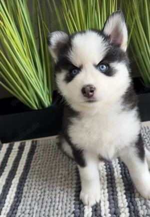 Pomsky-Welpen abzugeben