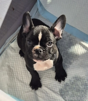 1 süsser fratz französische bulldogge welpe Rüde