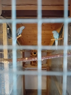 verschiedene Halsbandsittichpaare zu verkaufen 