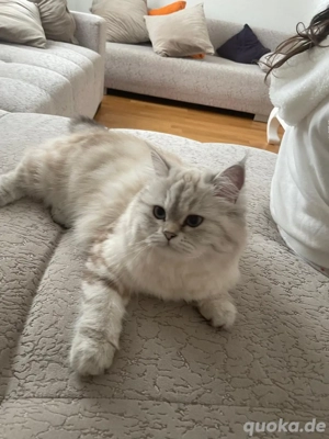 Katze sucht neues zuhause 