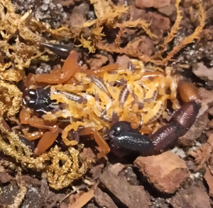 Uroplectes fischeri dark morph aus Nachzucht