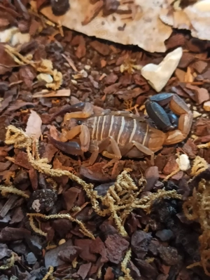 Heteroctenus princeps und Centruroides nitidus Angebote Skorpione aus NZ