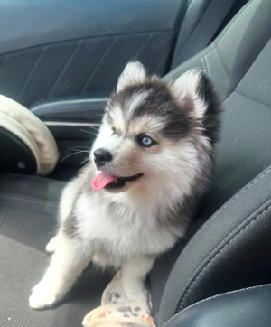 Neuer Wurf F1 Pomsky Welpen