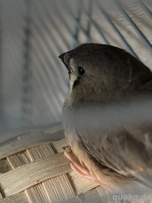 dringend zebrafinken abzugeben 
