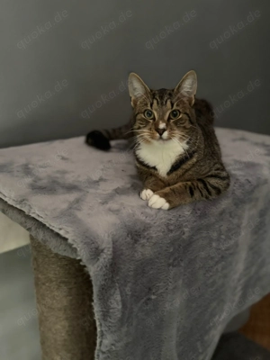 Süße Bruder Katzen suchen liebevolles Zuhause 